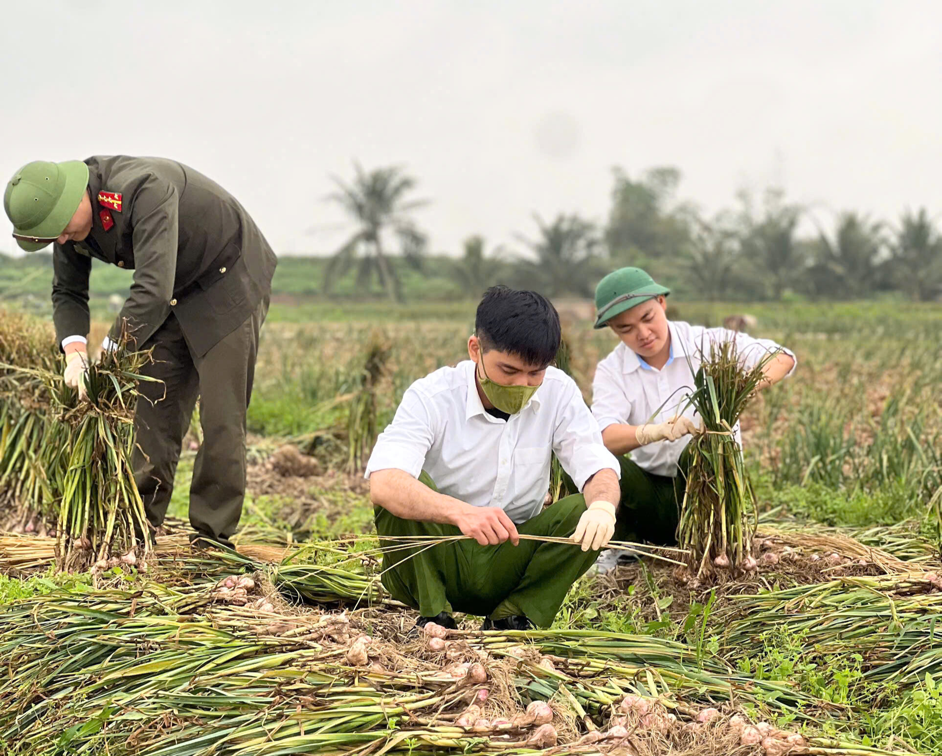 Đoàn thanh niên Công an xã Nam An Phụ xung kích xuống đồng giúp dân thu hoạch cây vụ Đông
